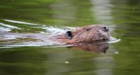 Beaver