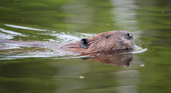 Beaver