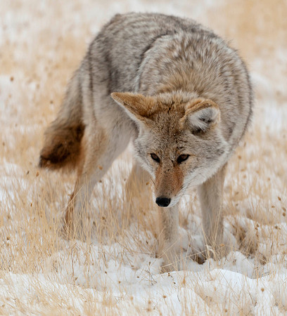Coyote Mousing