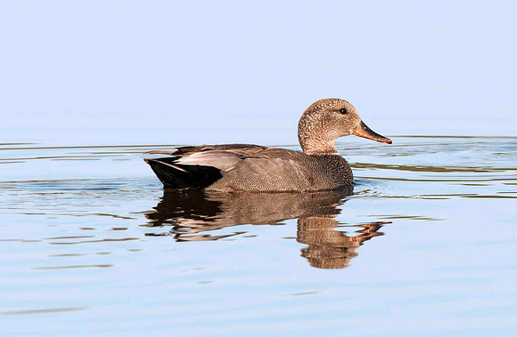 Gadwall