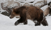 Wildlife