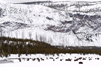 Bison Herd