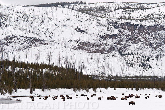 Bison Herd