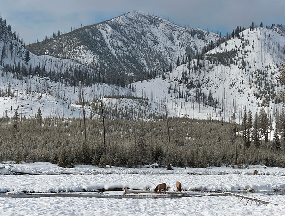 Wintering Elk