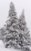 Lodgepole Couple
