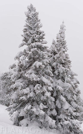 Lodgepole Couple
