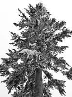 Winter Sentinel