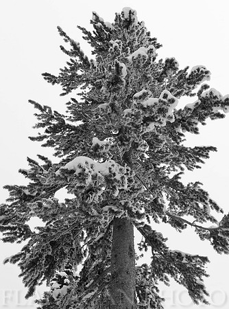 Winter Sentinel