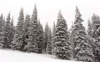 Lodgepole Army
