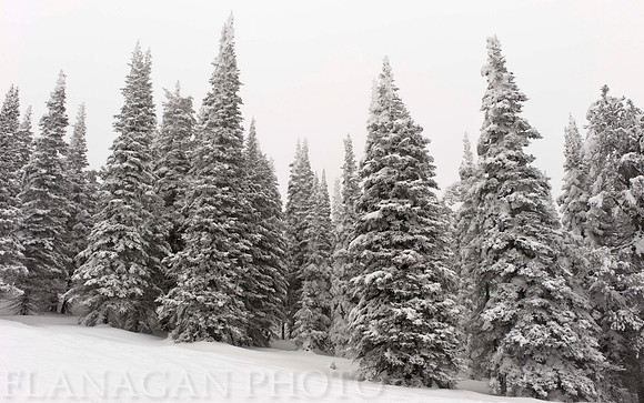 Lodgepole Army