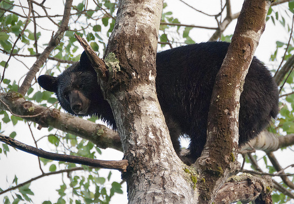 Black Bear in a Poplar Tree 3