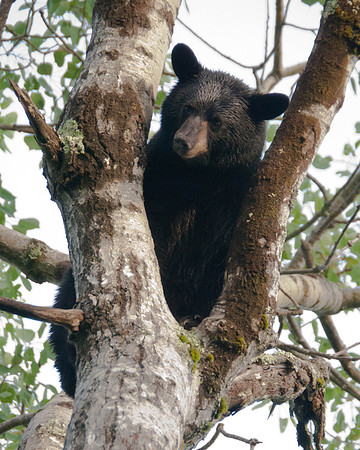 Black Bear watches from an old Poplar tree 2
