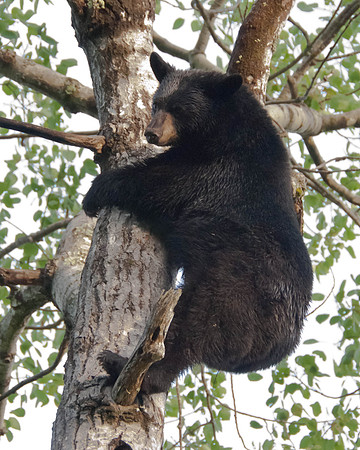 Black Bear sow climbs a Poplar Tree