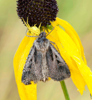 Yellow Crab Spider