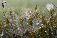 Dewey Spider Web