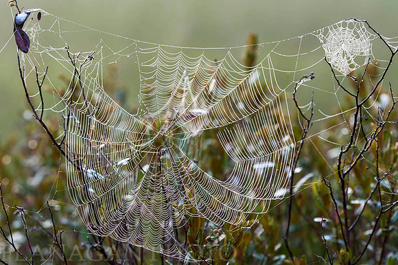 Dewey Spider Web