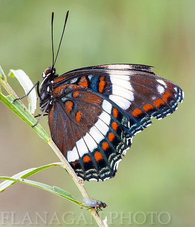 Limenitis arthema