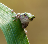Tree Frog