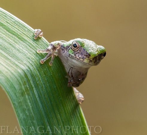 Tree Frog