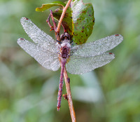Heavy Dew