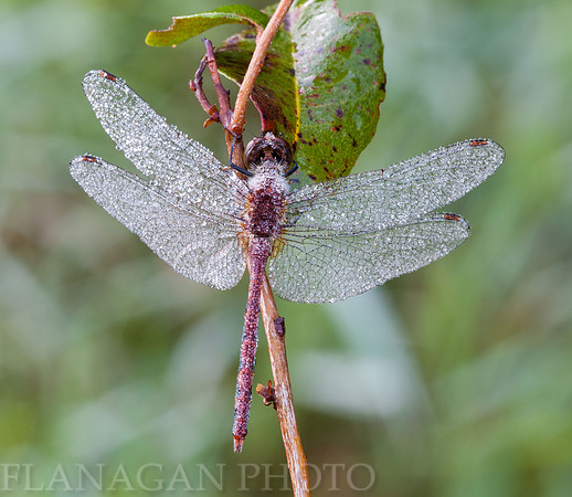 Heavy Dew