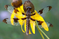 12 Spot Dragonfly
