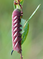 Vivid Caterpiller