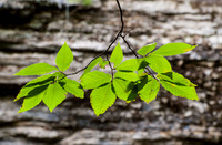 Beech Leaves by the Falls