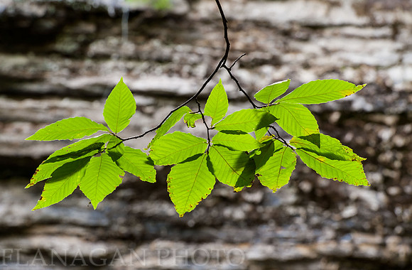 Beech Leaves by the Falls