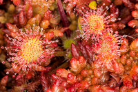 Sundew and Lichen