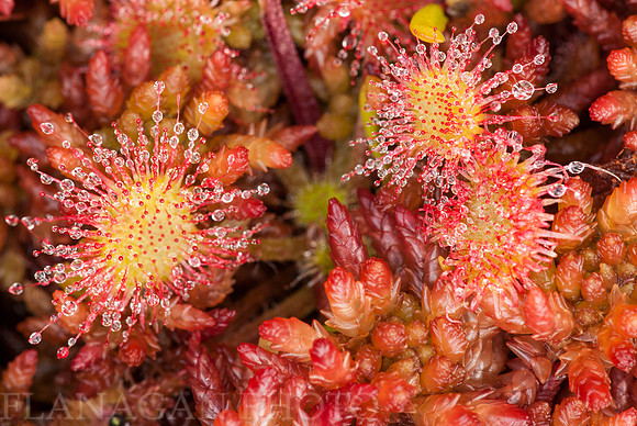 Sundew and Lichen