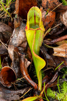 Pitcher Plant in the Bog