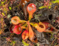 Pitcher Plant Cluster
