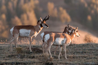 Wildlife