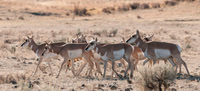 Wildlife