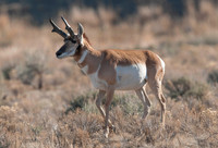 Wildlife
