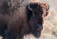 Wildlife