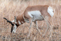 Wildlife