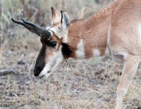 Wildlife