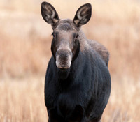 Wildlife