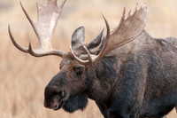 Wildlife