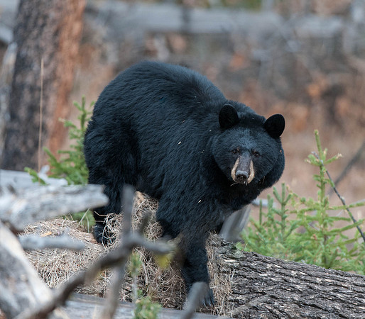 Black Bear