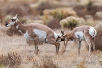 Wildlife