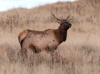 Wildlife