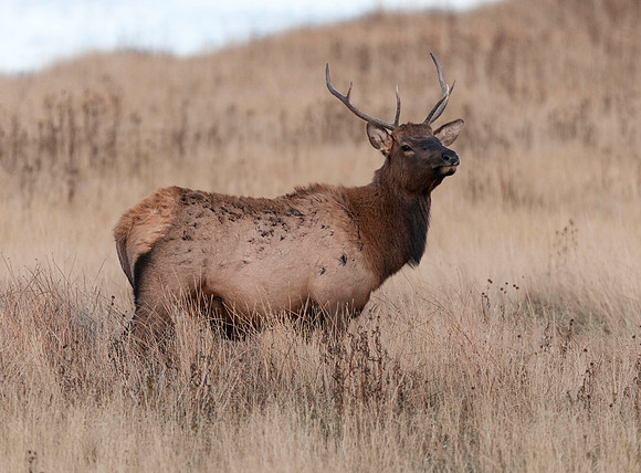 Elk