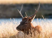 Wildlife