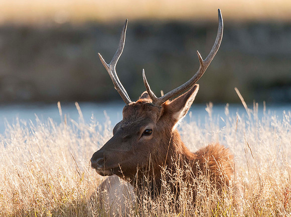 Elk