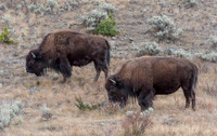 Bison Grazing 5