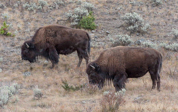 Bison Grazing 5