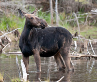 Moose Cow in beaver pond 1